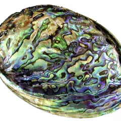 Abalone Shell