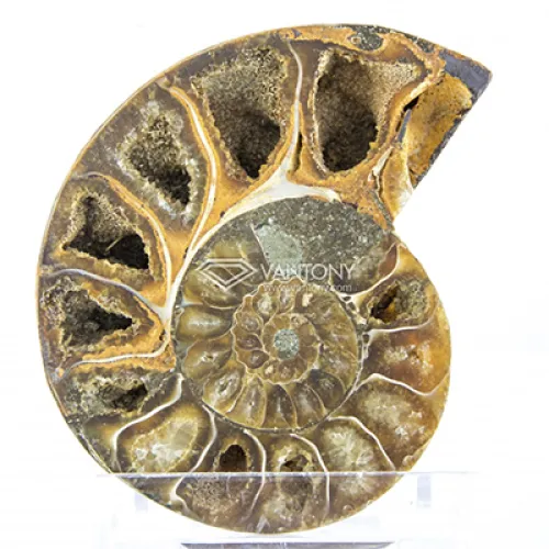 Ammonite