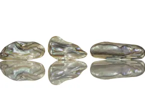 Paua Abalone