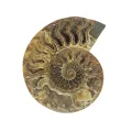 Ammonite