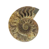 Ammonite